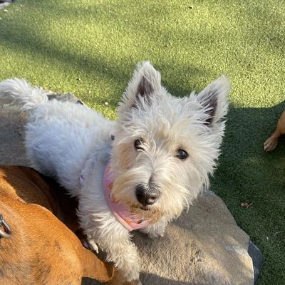 Premium Dog Boarding In Weehawken Nj